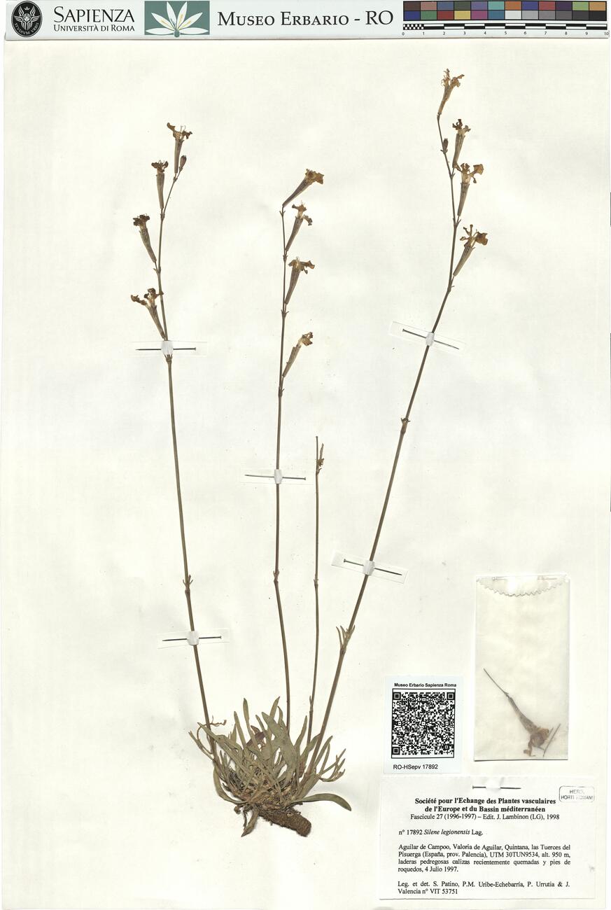 Silene legionensis Lag.  -  RO-HSepv 17892 photo