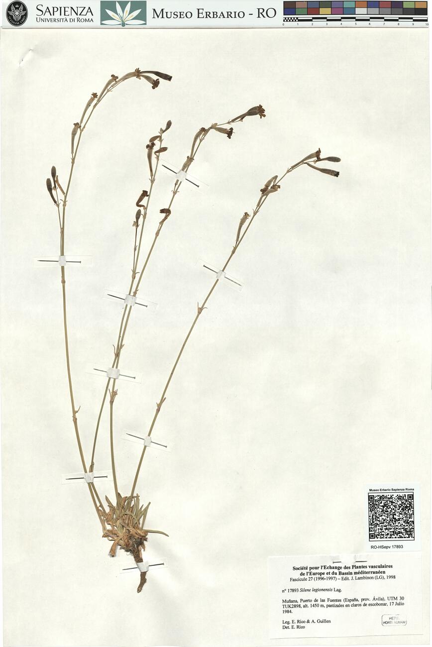 Silene legionensis Lag.  -  RO-HSepv 17893 photo