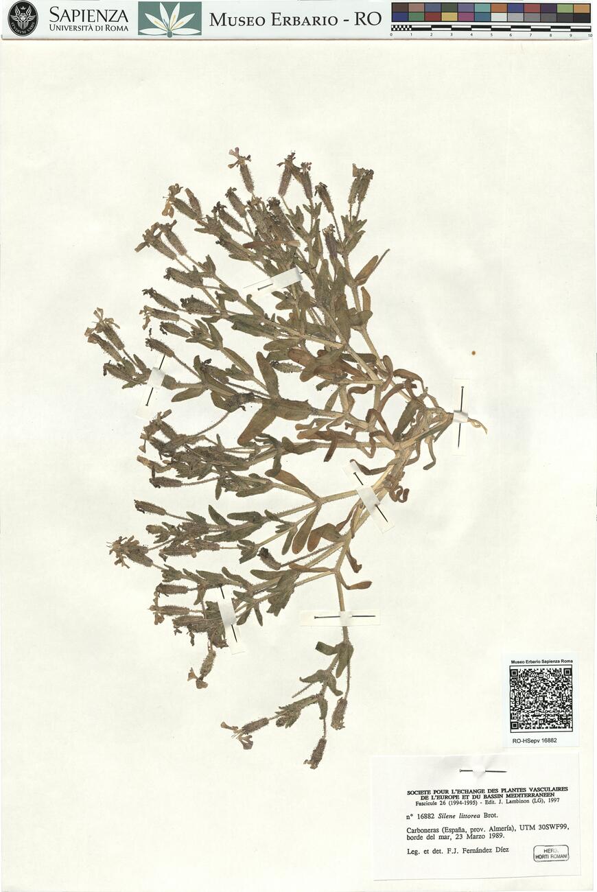 Silene littorea Brot.  -  RO-HSepv 16882 photo