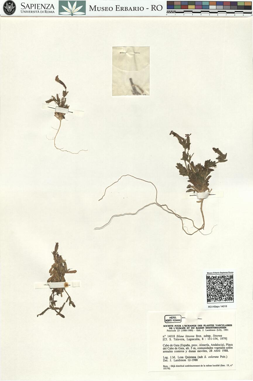 Silene littorea Brot. subsp. littorea -  RO-HSepv 14018 photo