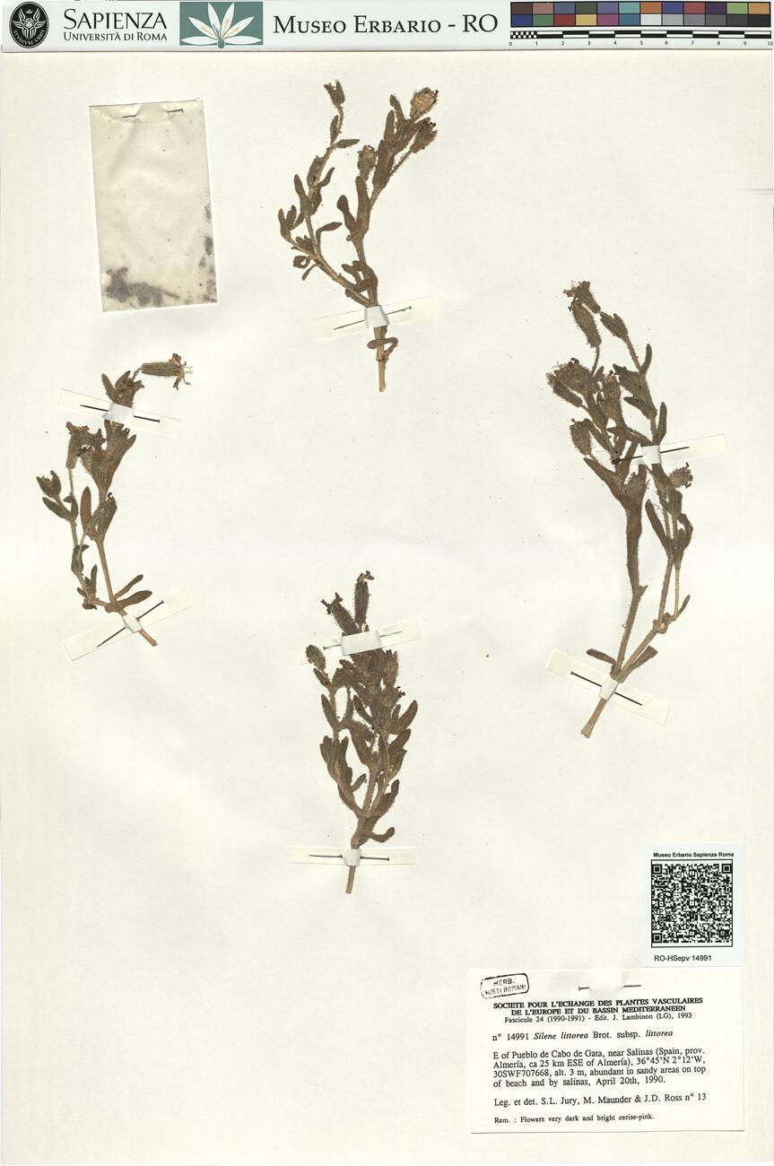 Silene littorea Brot. subsp. littorea -  RO-HSepv 14991 photo
