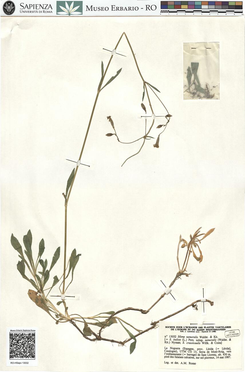 Silene nemoralis Waldst. & Kit.  -  RO-HSepv 13032 photo