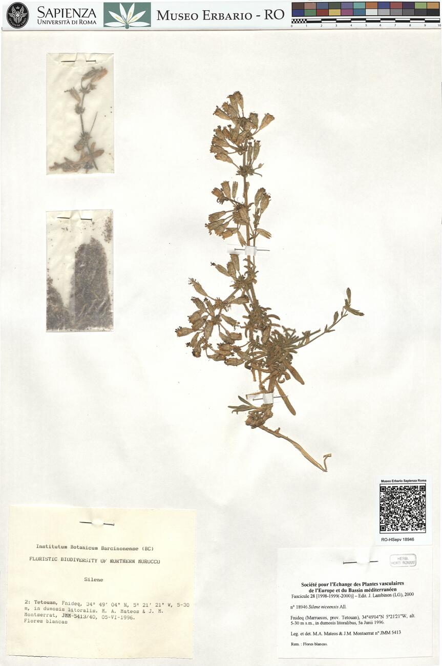 Silene niceensis All. -  RO-HSepv 18946 photo