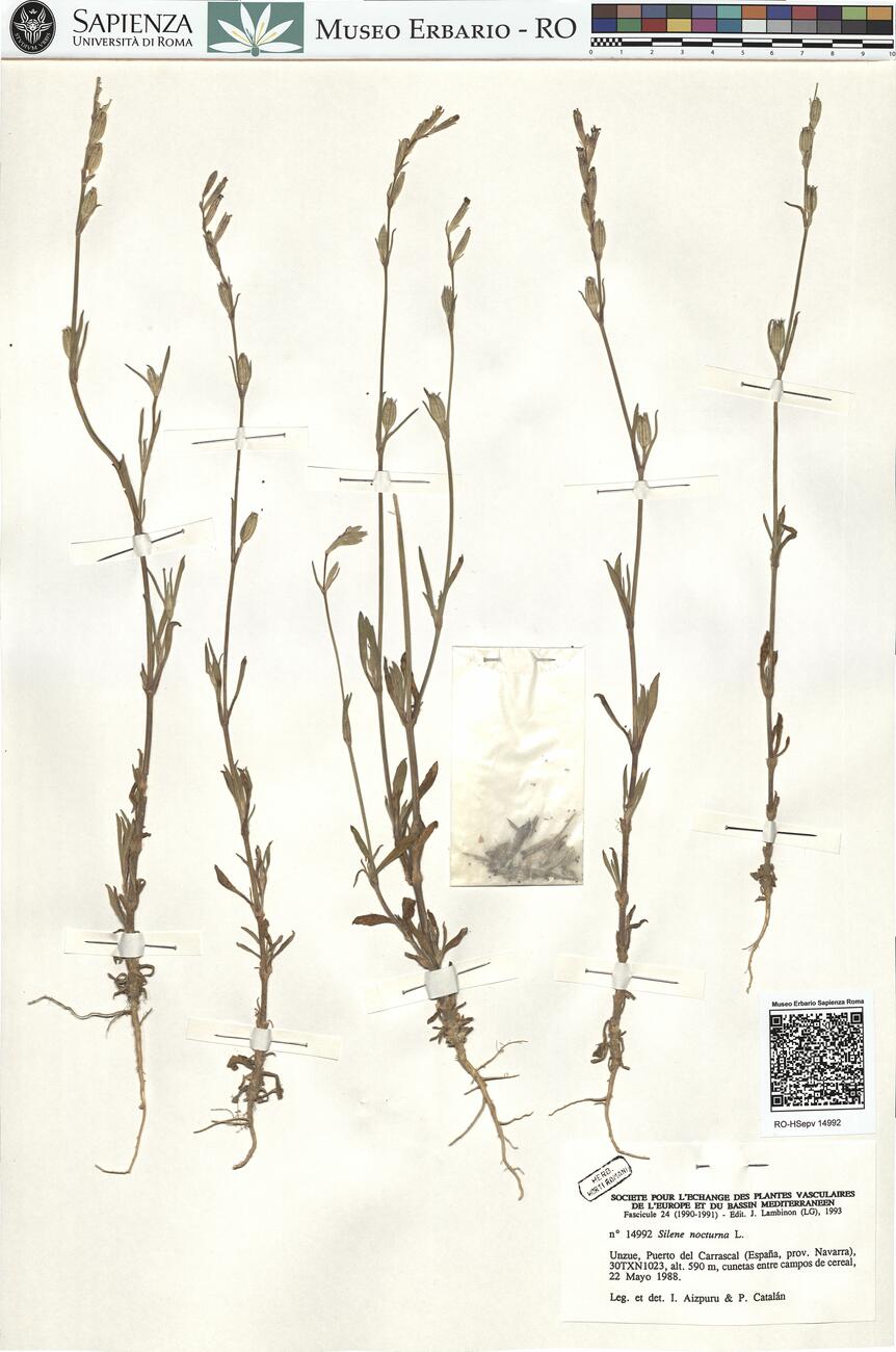 Silene nocturna L.  -  RO-HSepv 14992 photo