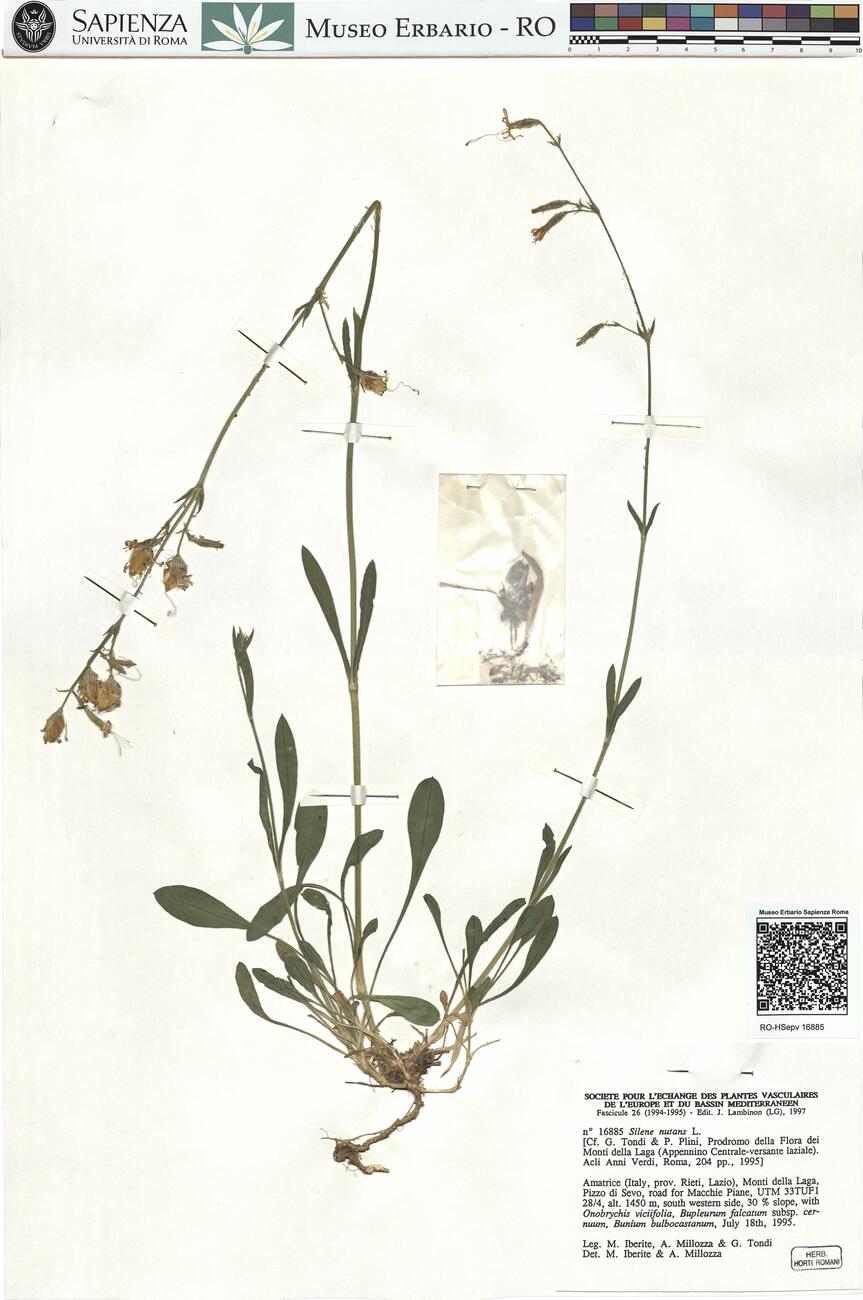 Silene nutans L.  -  RO-HSepv 16885 photo