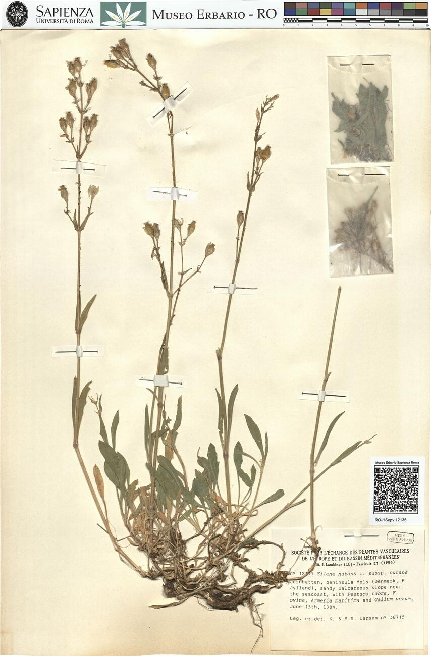 Silene nutans L. subsp. nutans -  RO-HSepv 12135 photo
