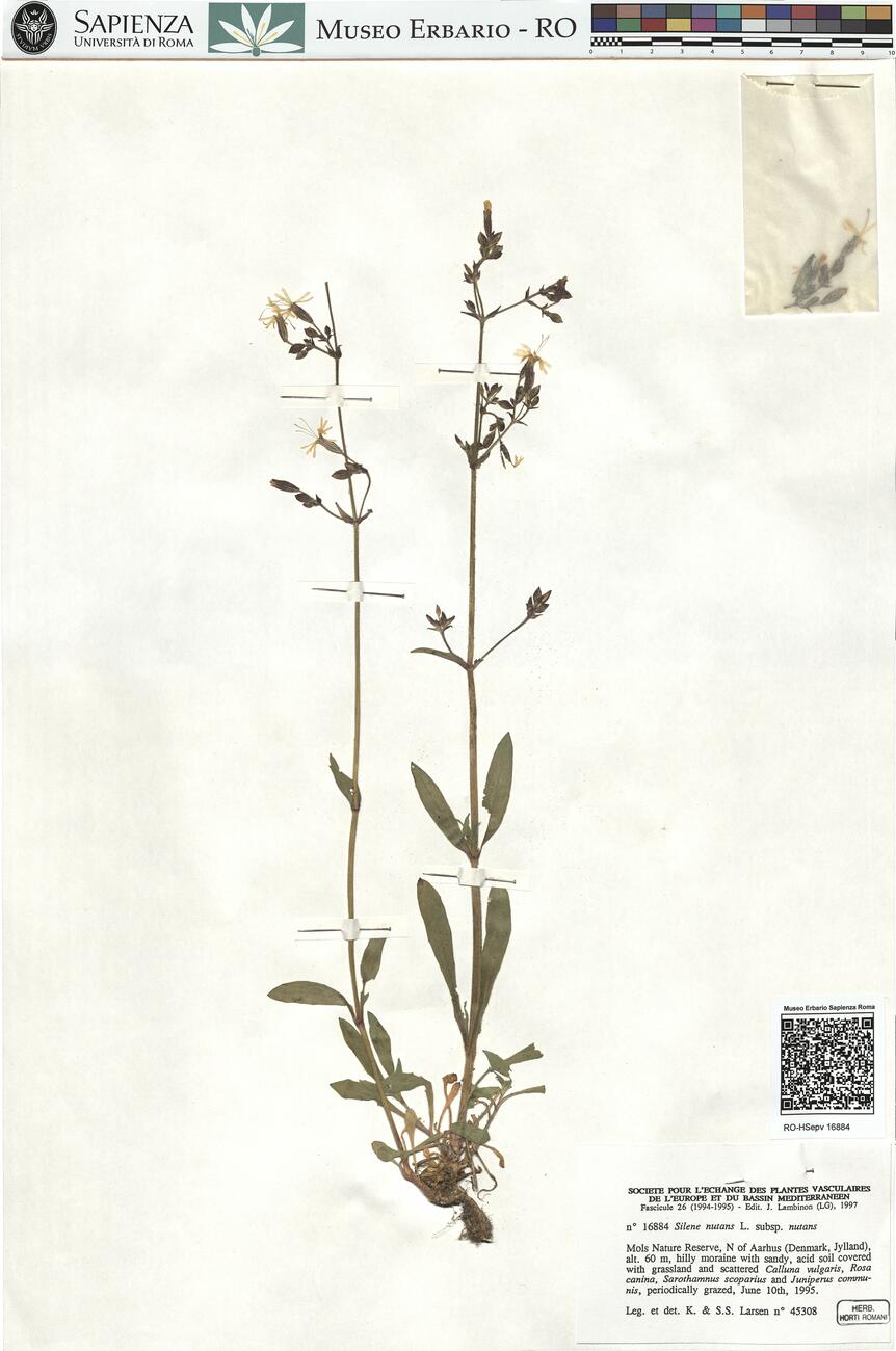 Silene nutans L. subsp. nutans -  RO-HSepv 16884 photo
