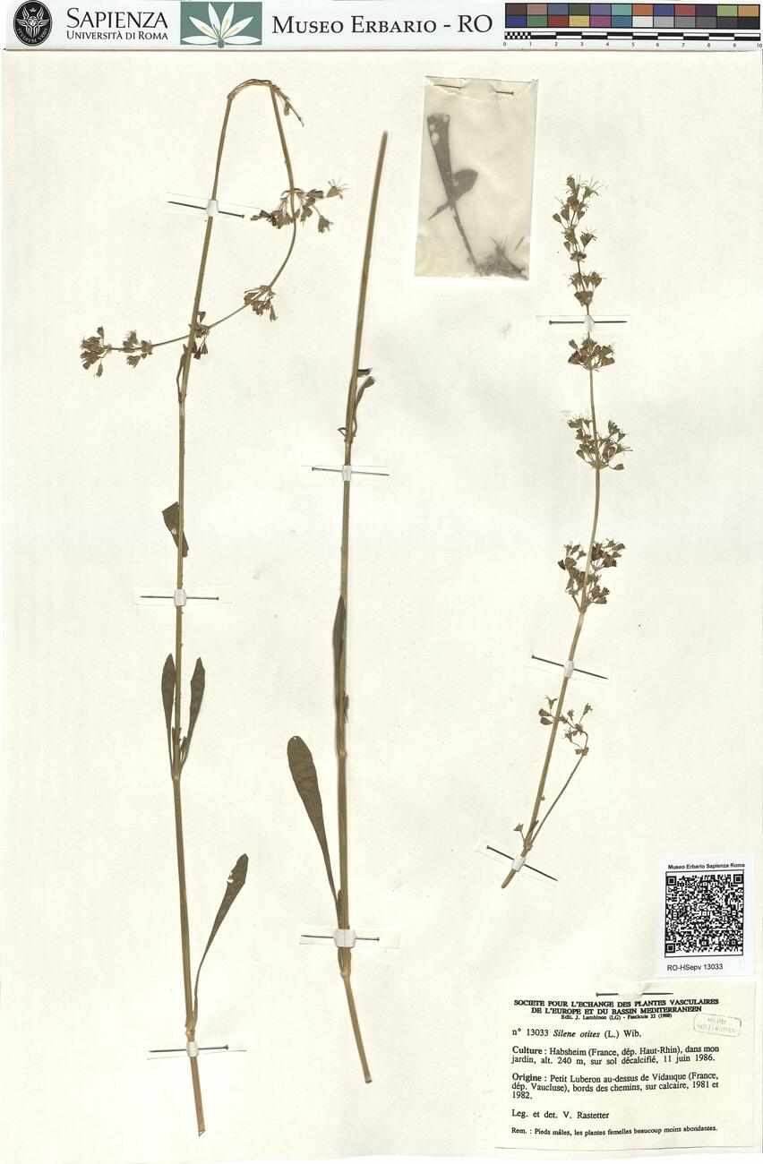 Silene otites (L.) Wib. -  RO-HSepv 13033 photo