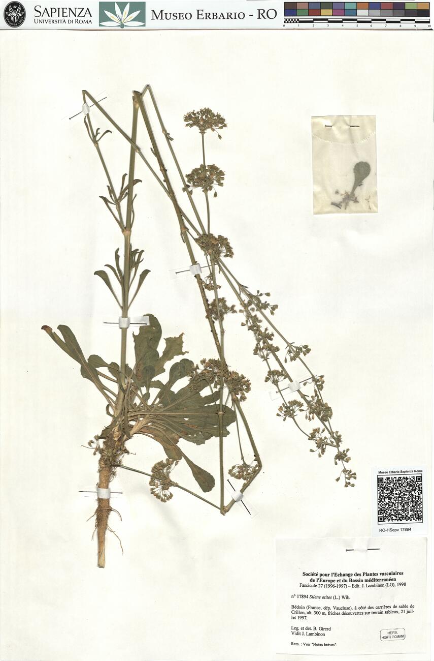 Silene otites (L.) Wib. -  RO-HSepv 17894 photo