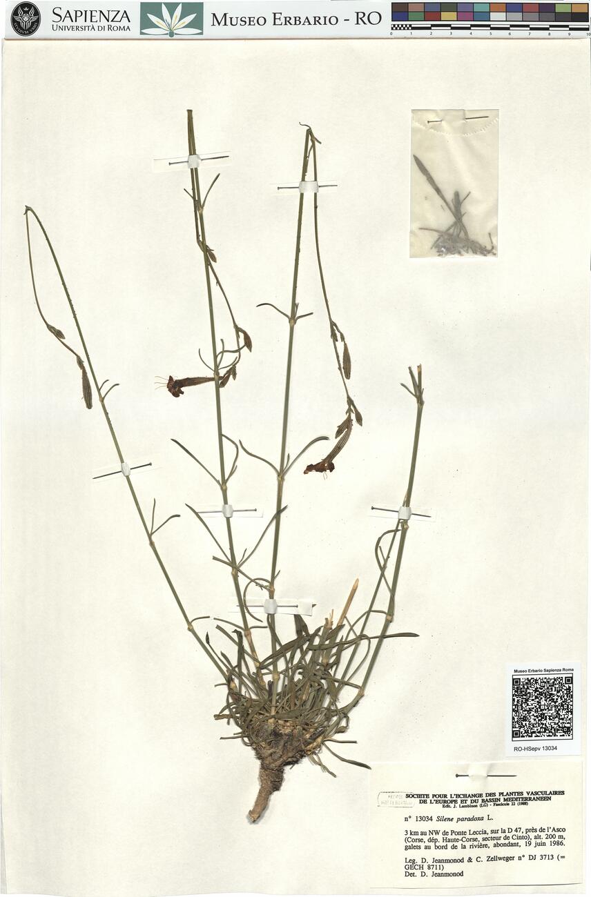 Silene paradoxa L.  -  RO-HSepv 13034 photo