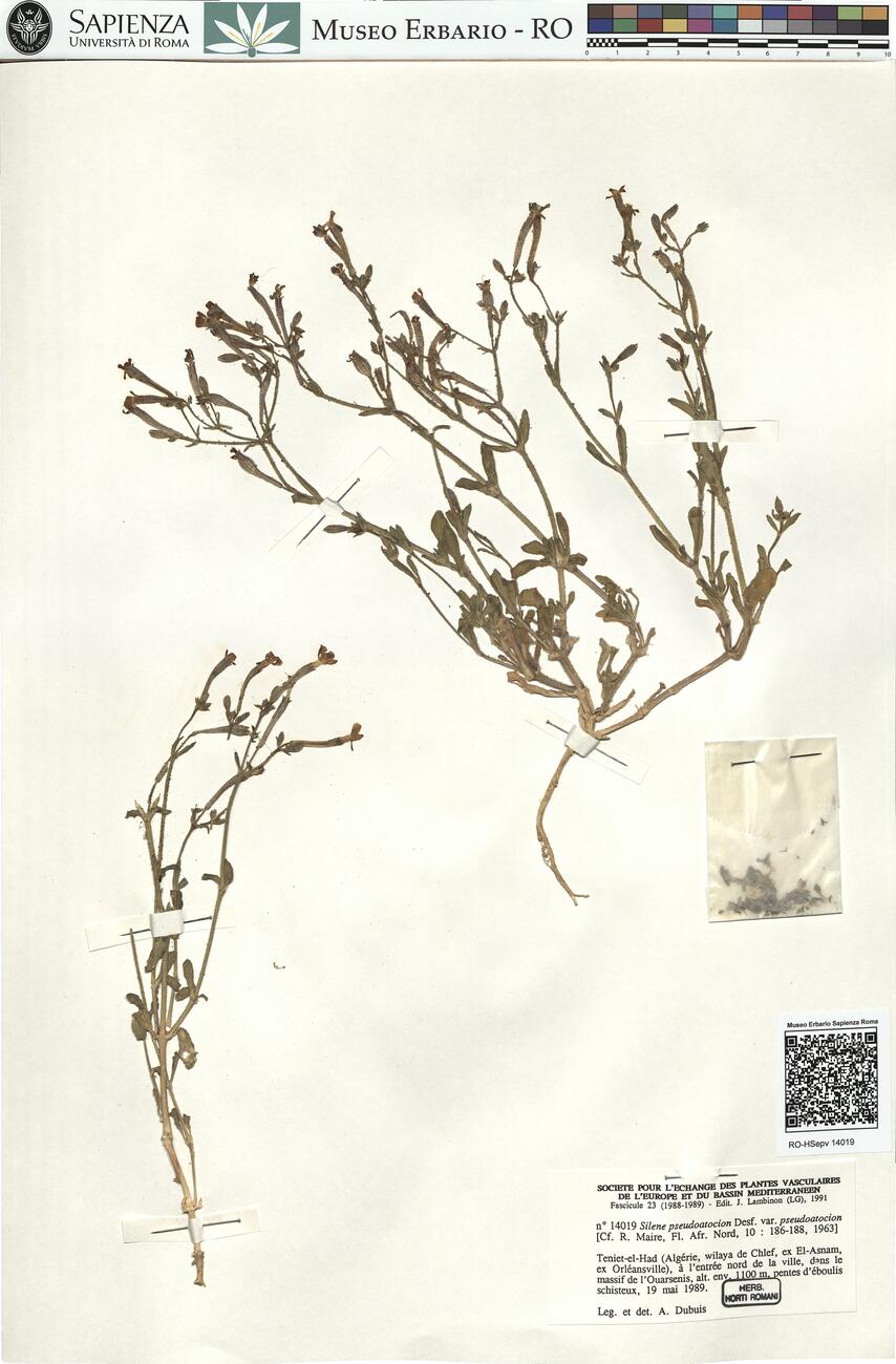 Silene pseudoatocion Desf. var. pseudoatocion  -  RO-HSepv 14019 photo