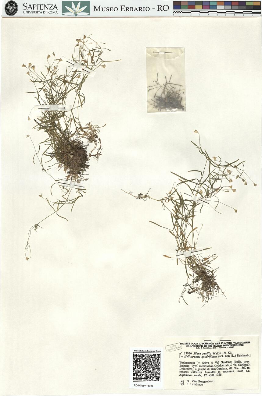 Silene pusilla Waldst. & Kit. -  RO-HSepv 13036 photo