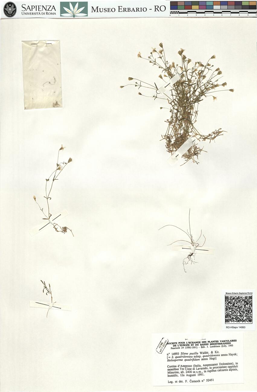 Silene pusilla Waldst. & Kit. -  RO-HSepv 14993 photo