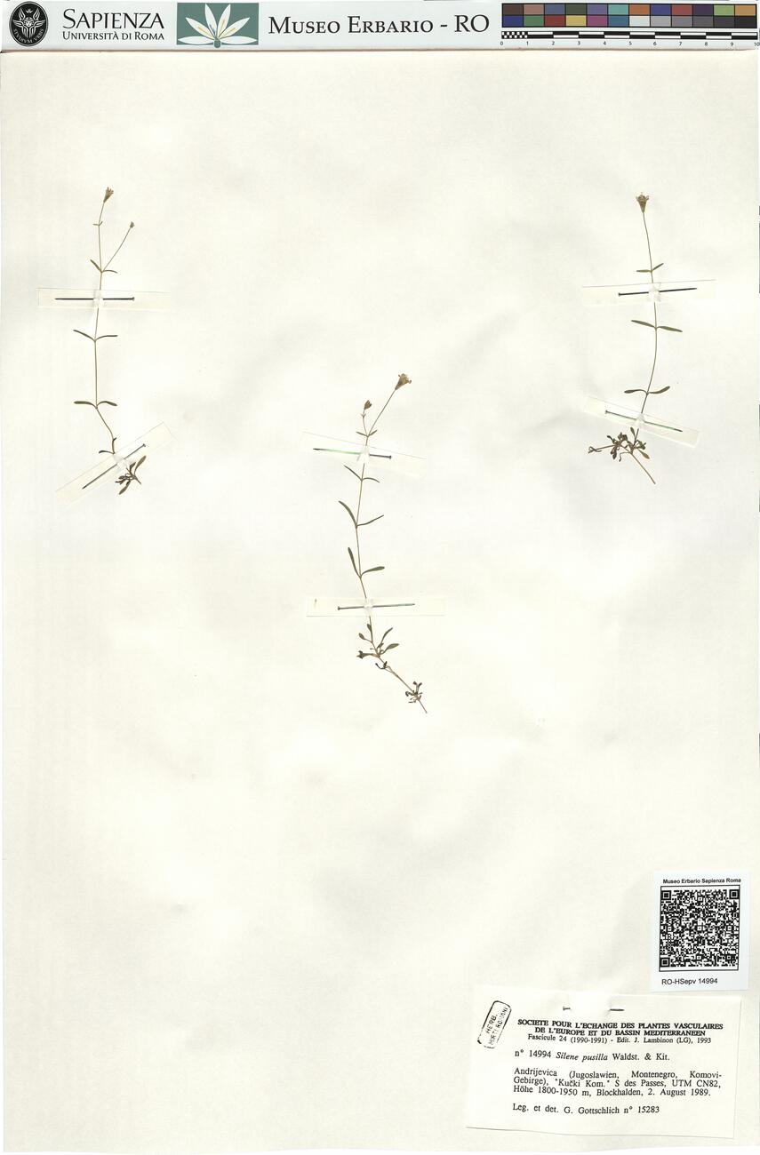 Silene pusilla Waldst. & Kit. -  RO-HSepv 14994 photo