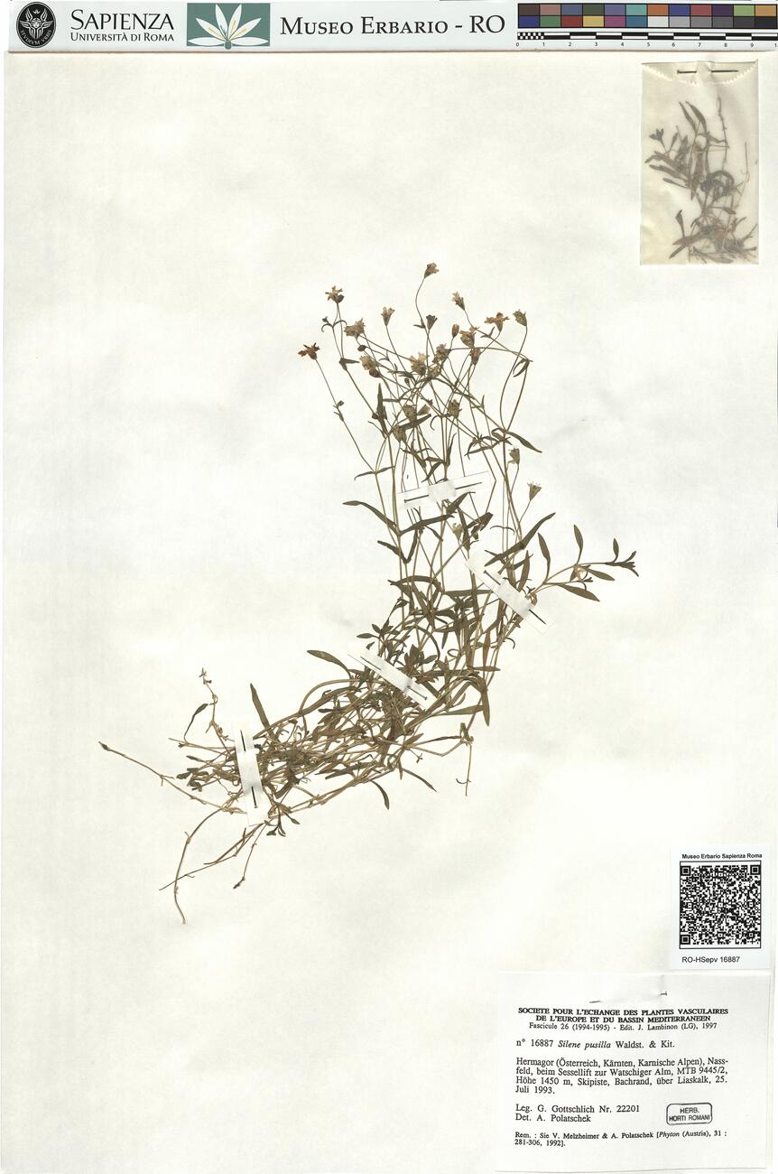 Silene pusilla Waldst. & Kit. -  RO-HSepv 16887 photo