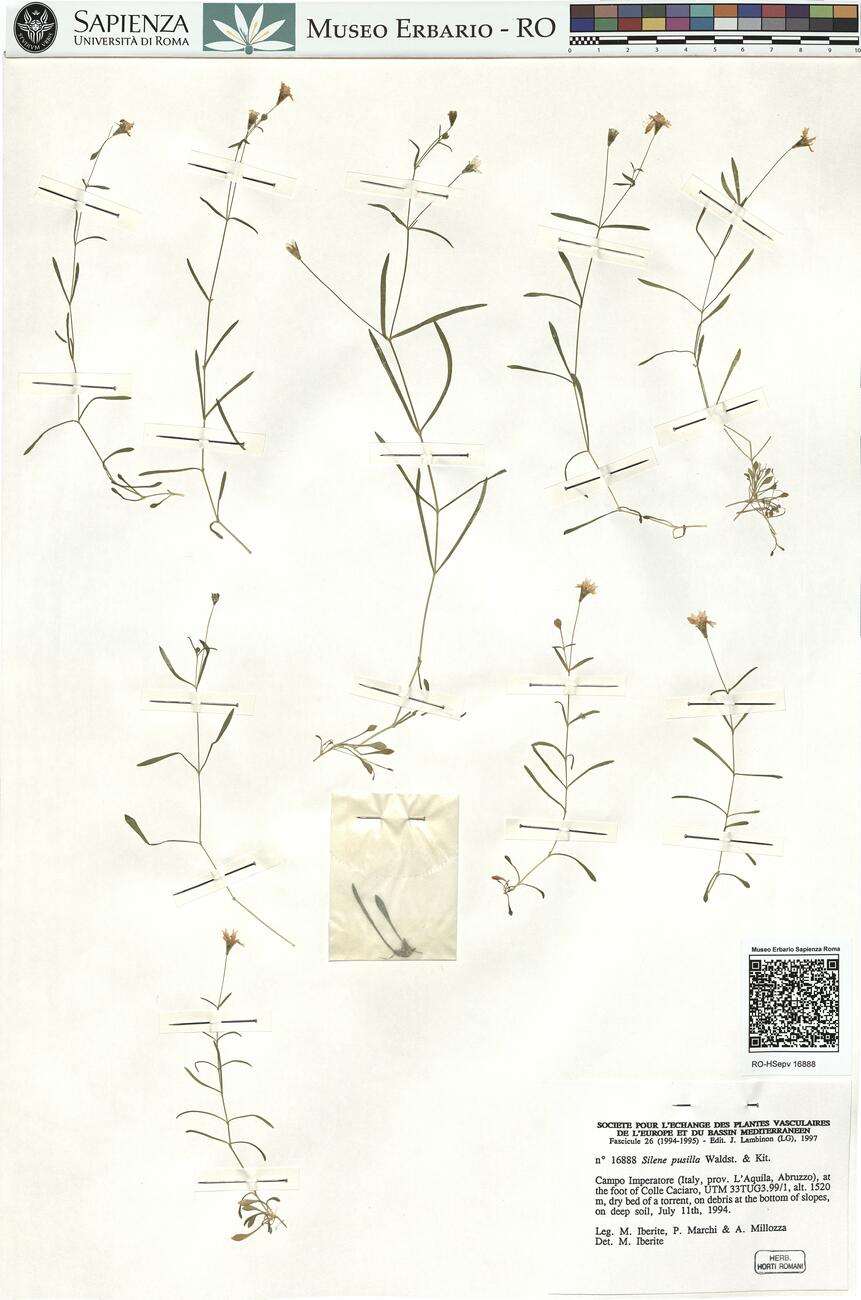 Silene pusilla Waldst. & Kit. -  RO-HSepv 16888 photo