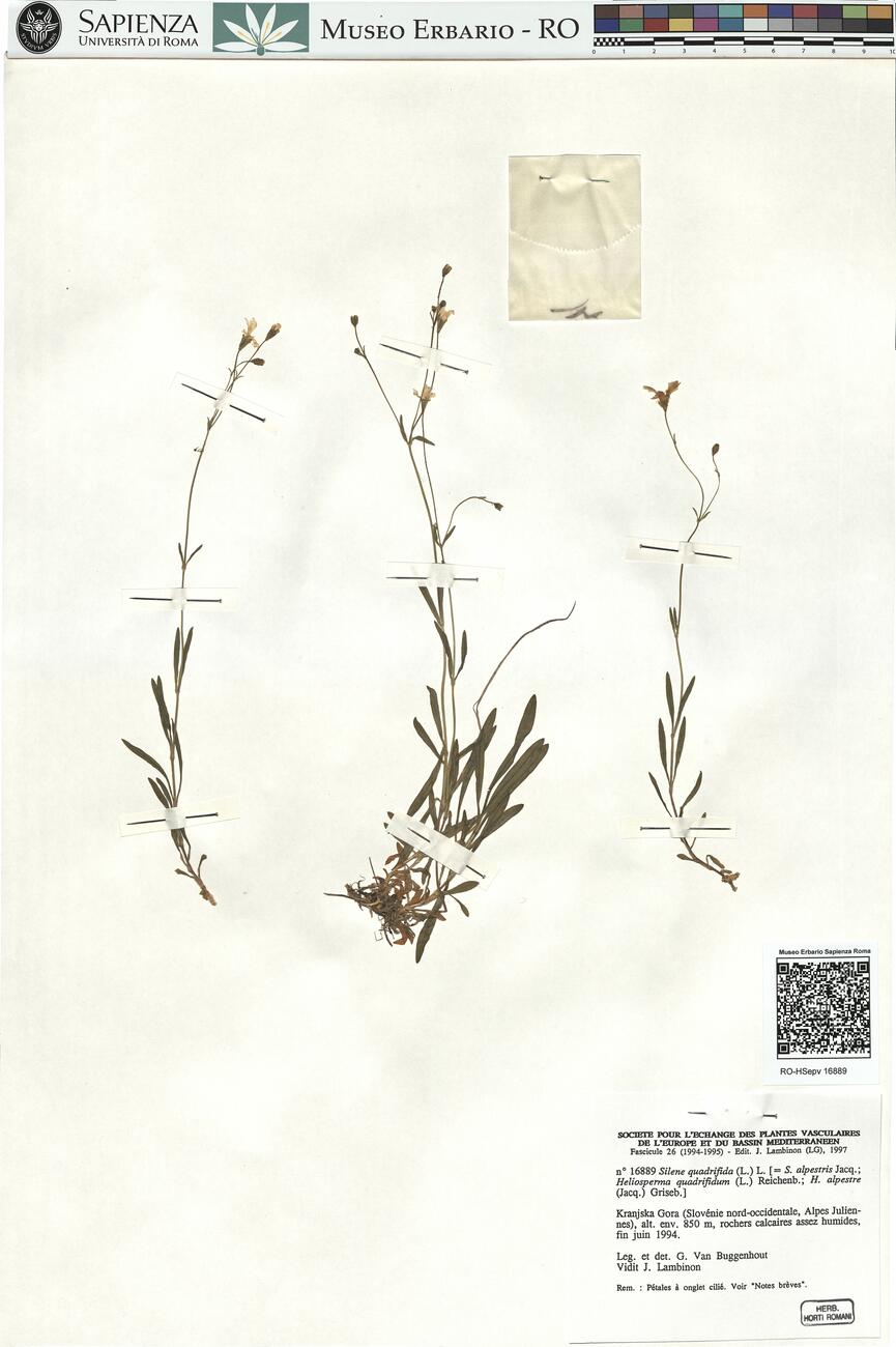 Silene quadrifida (L.) L.  -  RO-HSepv 16889 photo