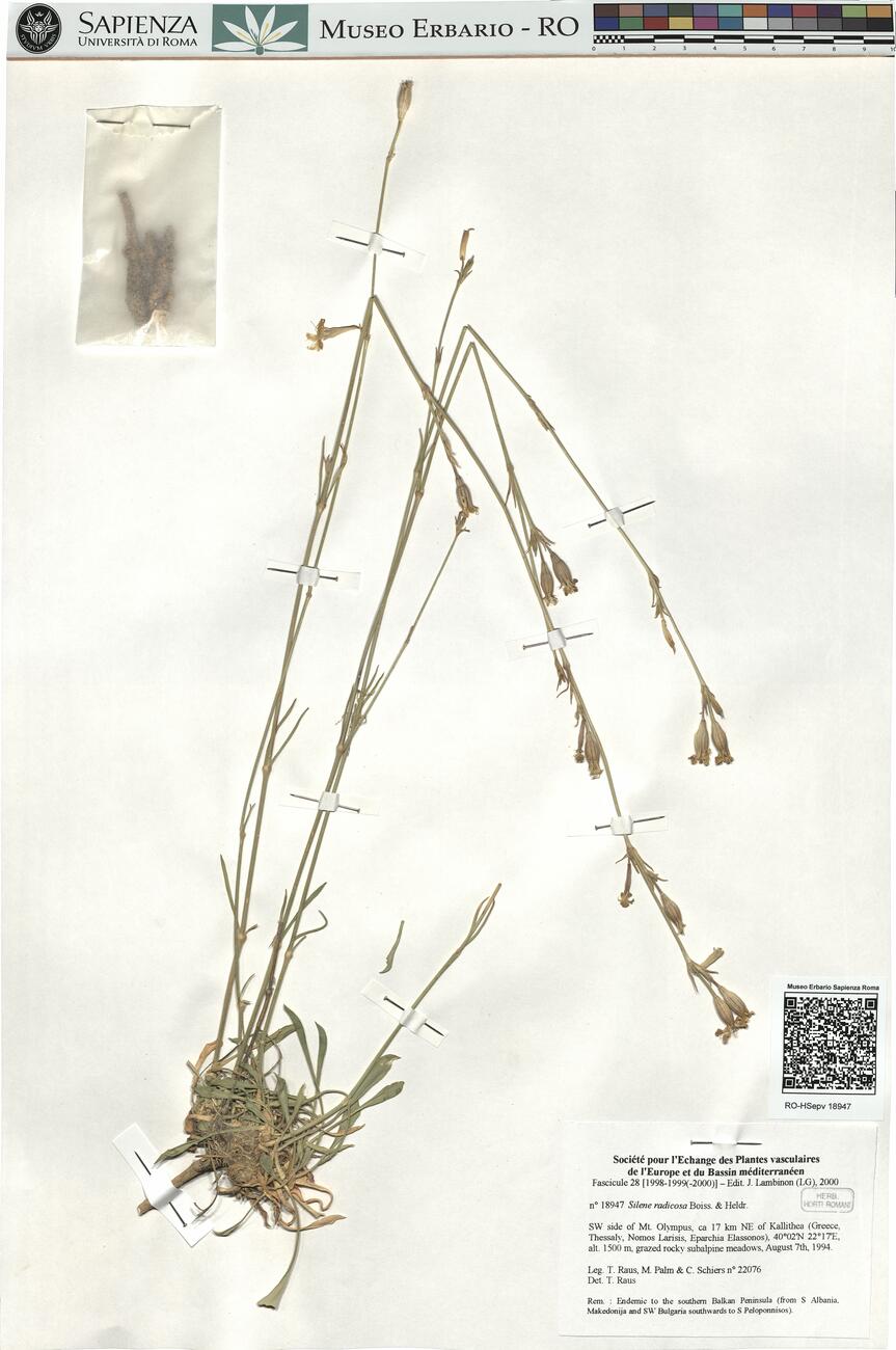 Silene radicosa Boiss. & Heldr.  -  RO-HSepv 18947 photo