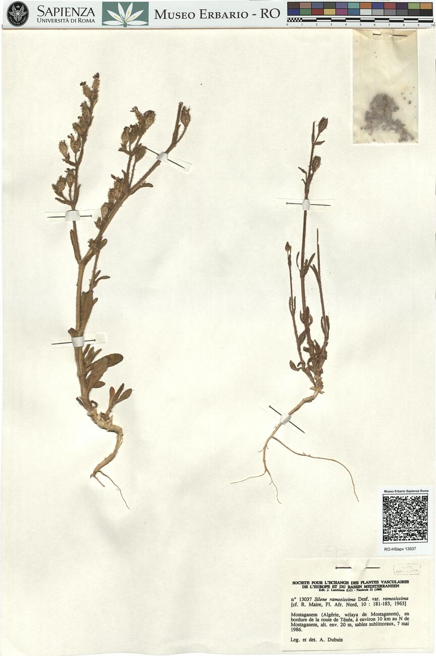 Silene ramosissima Desf. var. ramosissima -  RO-HSepv 13037 photo