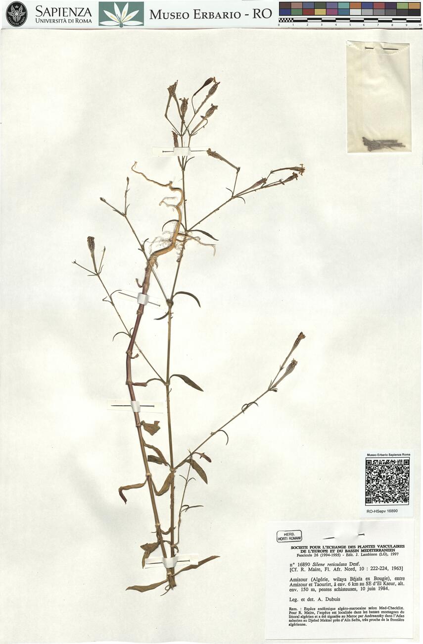 Silene reticulata Desf. -  RO-HSepv 16890 photo