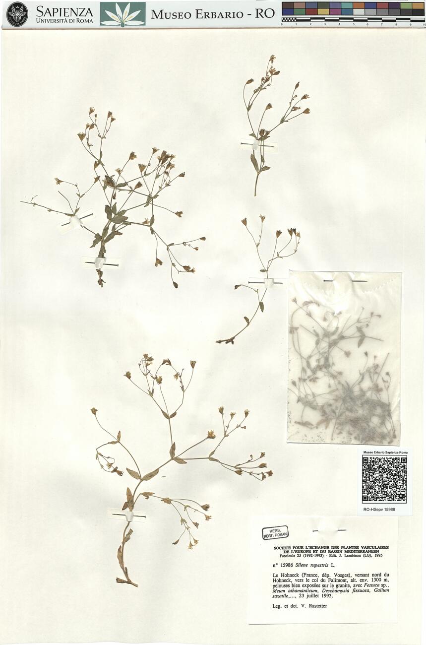 Silene rupestris L. -  RO-HSepv 15986 photo