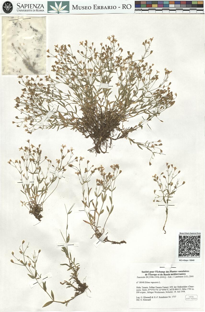 Silene rupestris L. -  RO-HSepv 18948 photo