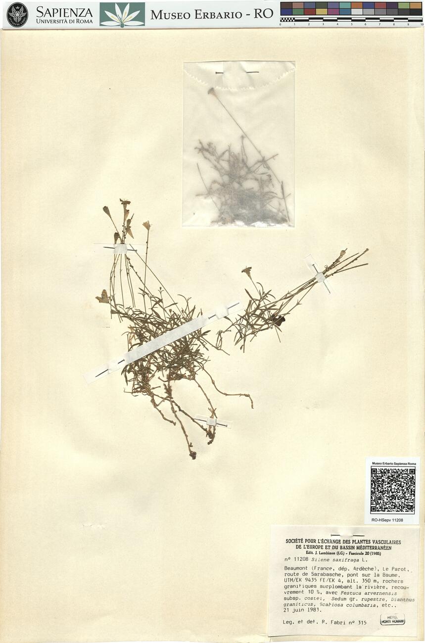 Silene saxifraga L. -  RO-HSepv 11208 photo