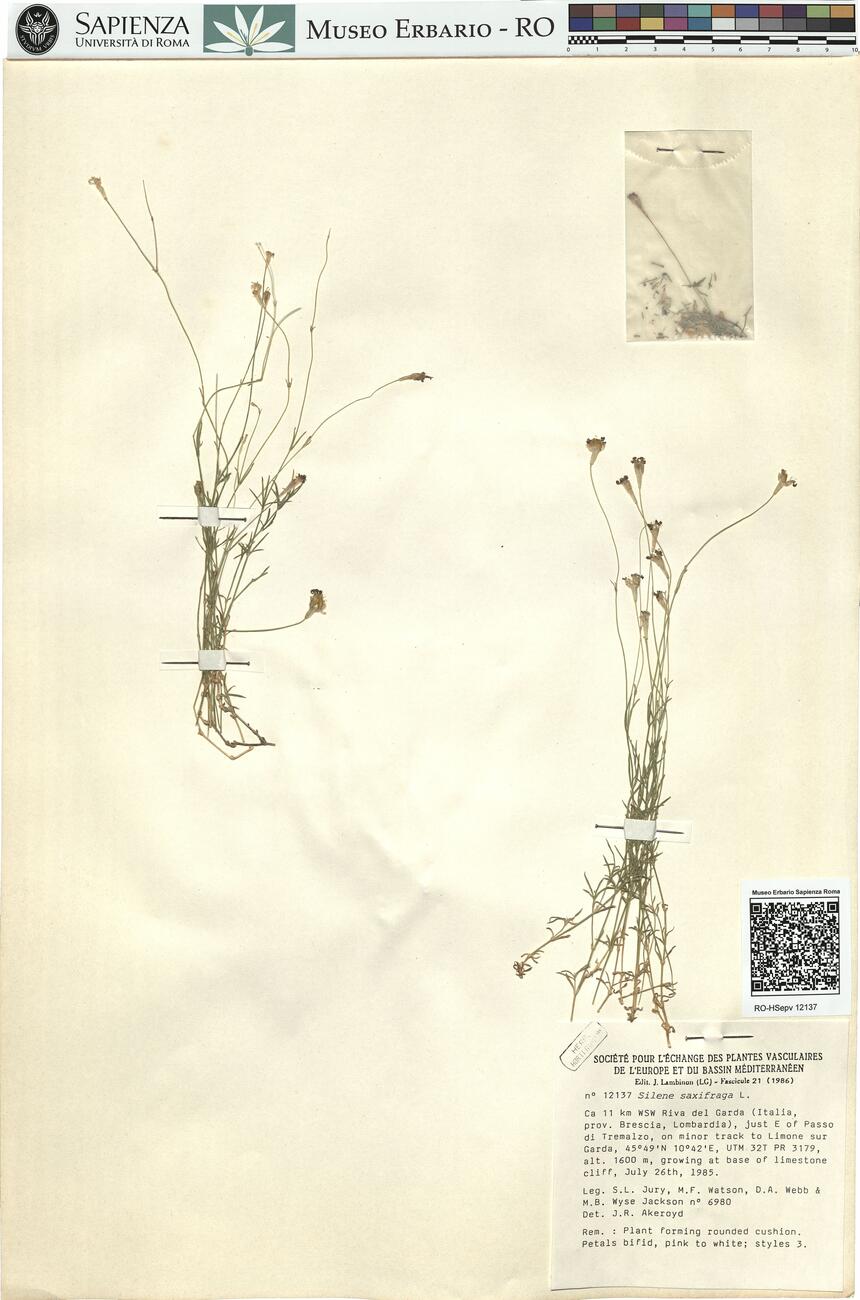 Silene saxifraga L. -  RO-HSepv 12137 photo