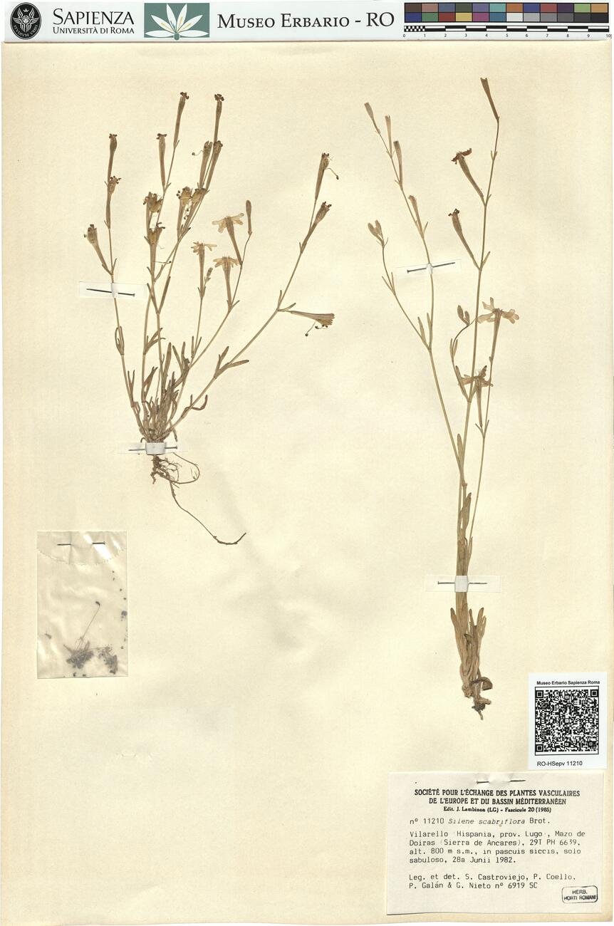 Silene scabriflora Brot. -  RO-HSepv 11210 photo