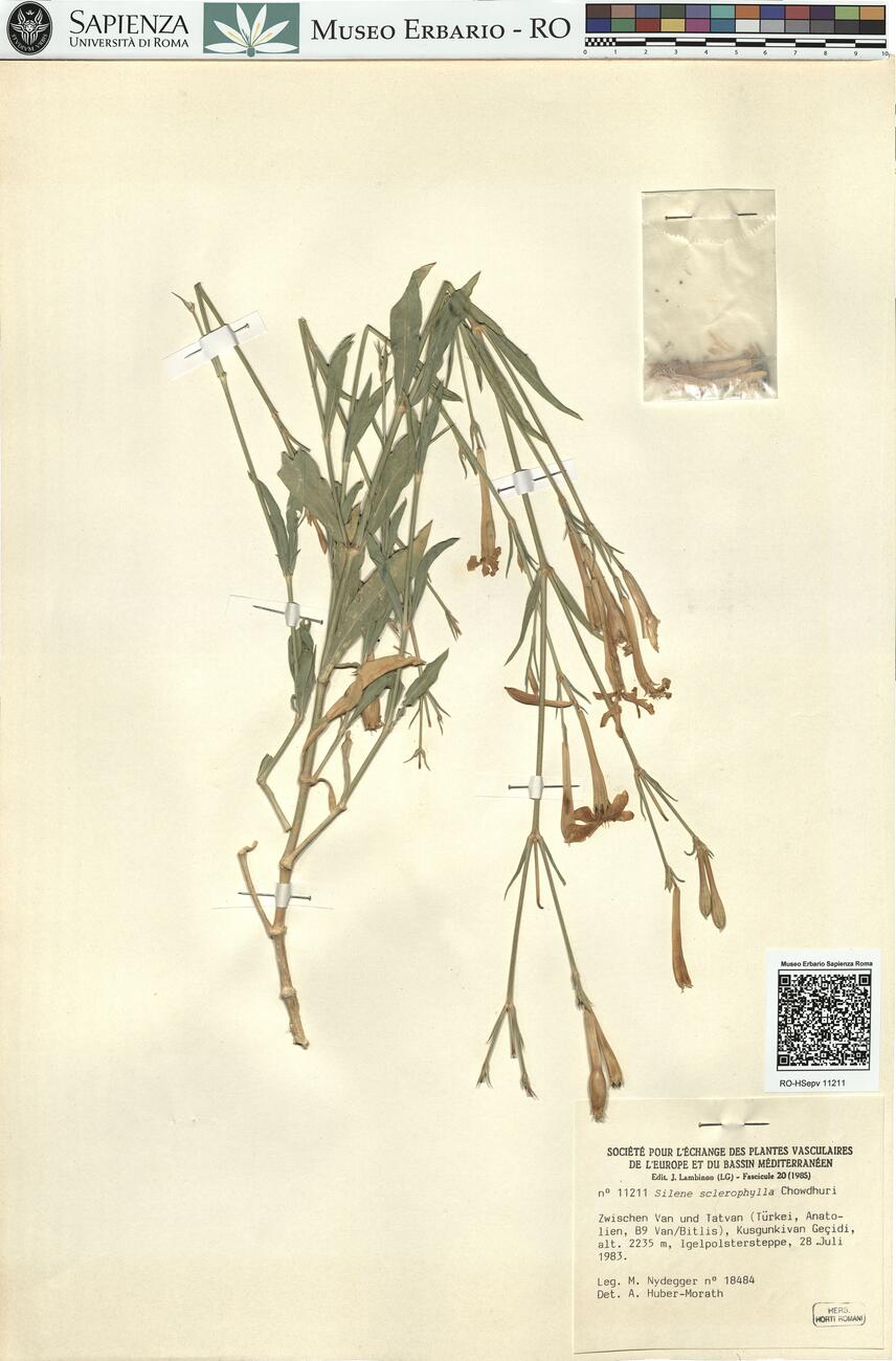 Silene sclerophylla Chowdhuri -  RO-HSepv 11211 photo