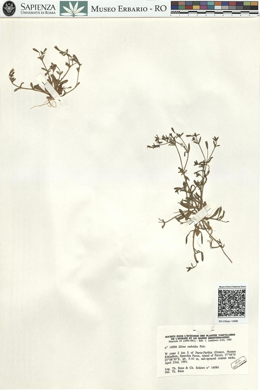 Silene sedoides Poir. -  RO-HSepv 14996 photo
