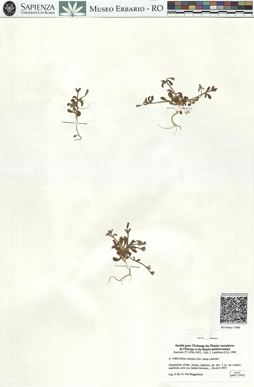 Silene sedoides Poir. subsp. sedoides -  RO-HSepv 17896 photo