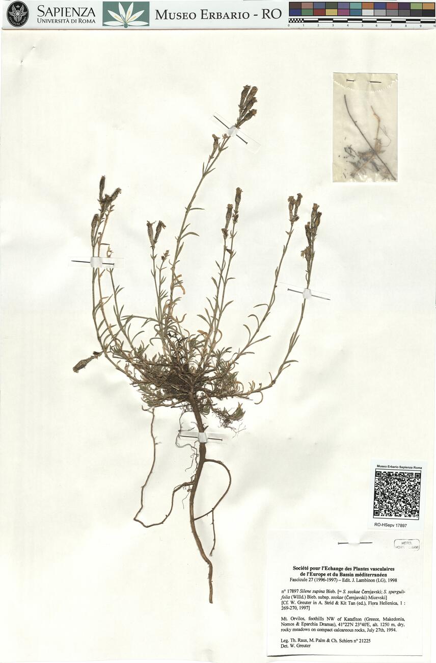 Silene supina Bieb. -  RO-HSepv 17897 photo