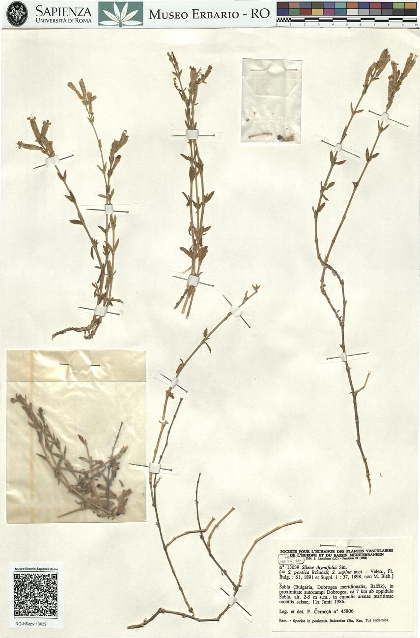 Silene thymifolia Sm. -  RO-HSepv 13039 photo