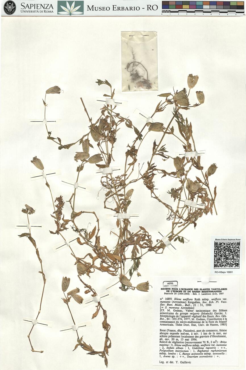 Silene uniflora Roth subsp. uniflora var. montana (Arrondeau) Kerguélen ^ -  RO-HSepv 16891 photo