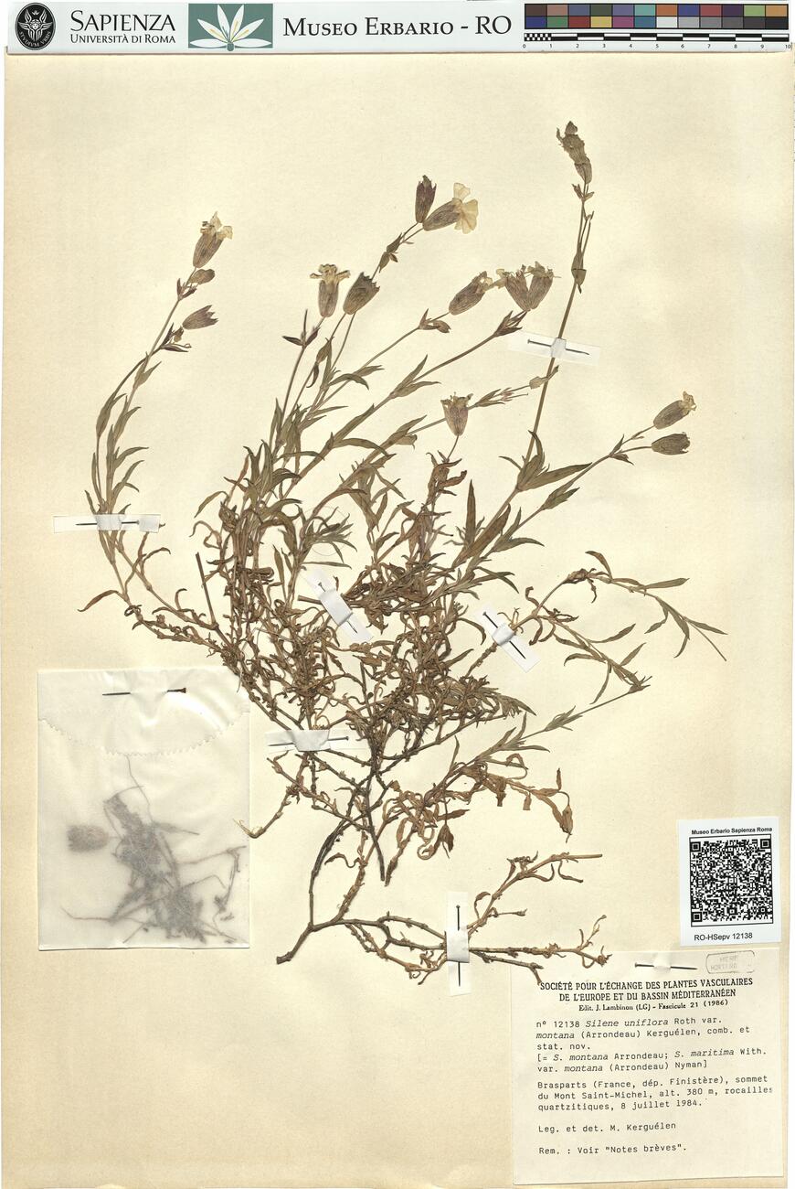 Silene uniflora Roth var. montana (Arrondeau) Kerguélen, comb. et stat. nov. -  RO-HSepv 12138 photo