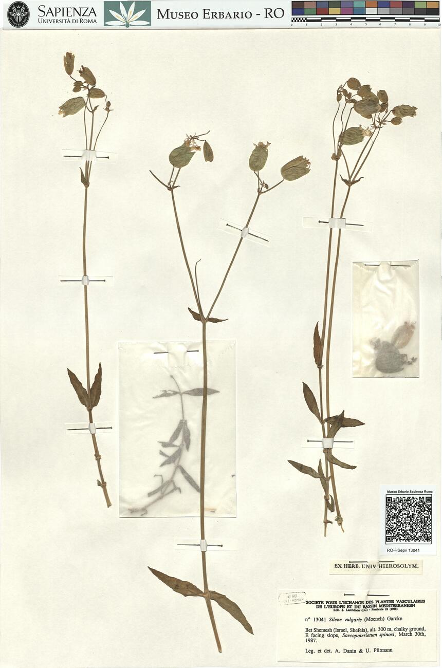 Silene vulgaris (Moench) Garcke -  RO-HSepv 13041 photo