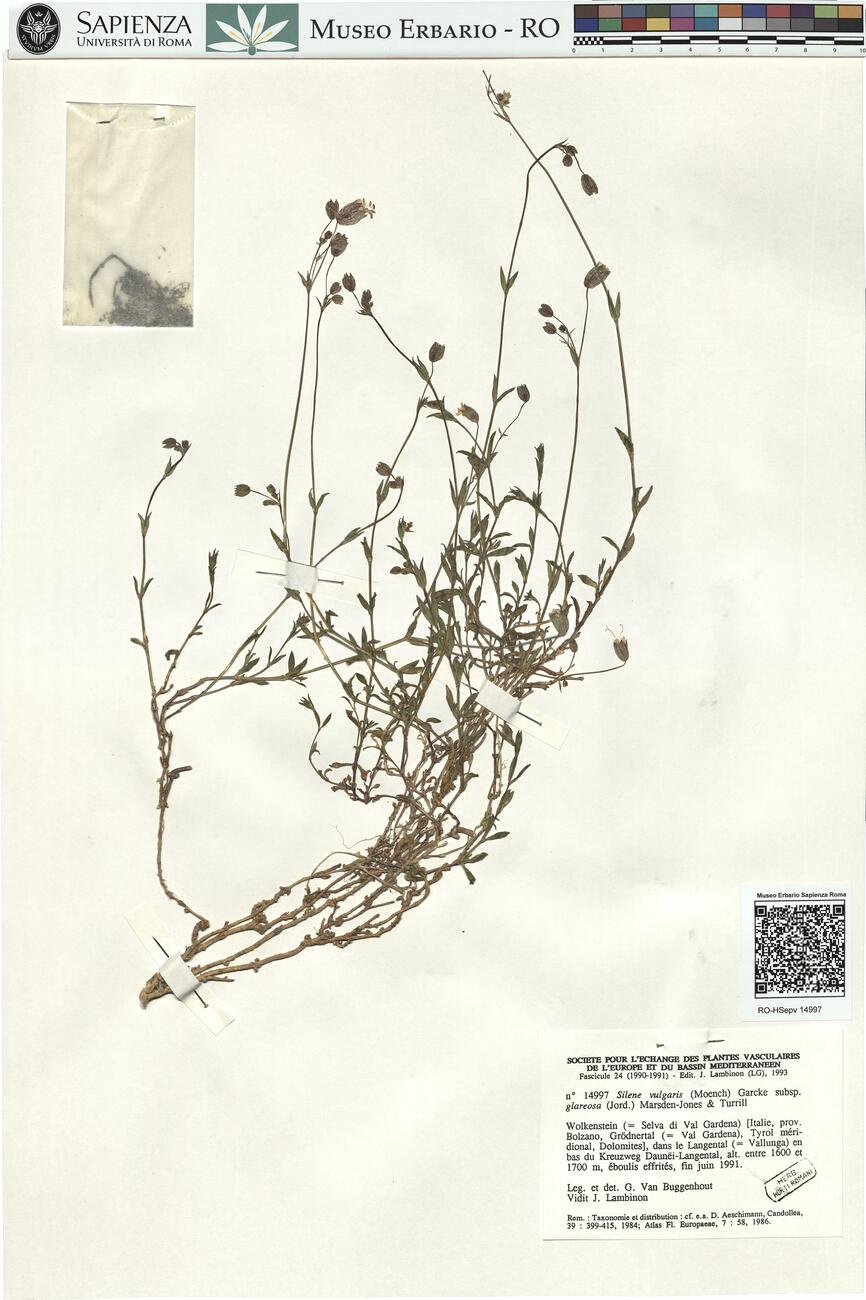 Silene vulgaris (Moench) Garcke subsp. glareosa (Jord.) Marsden-Jones & Turrill -  RO-HSepv 14997 photo