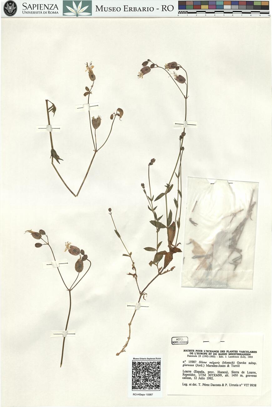 Silene vulgaris (Moench) Garcke subsp. glareosa (Jord.) Marsden-Jones & Turrill -  RO-HSepv 15987 photo