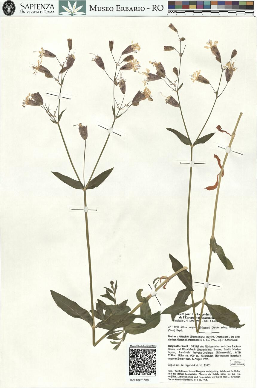 Silene vulgaris (Moench) Garke subsp. antelopum (Vest) Hayek -  RO-HSepv 17898 photo