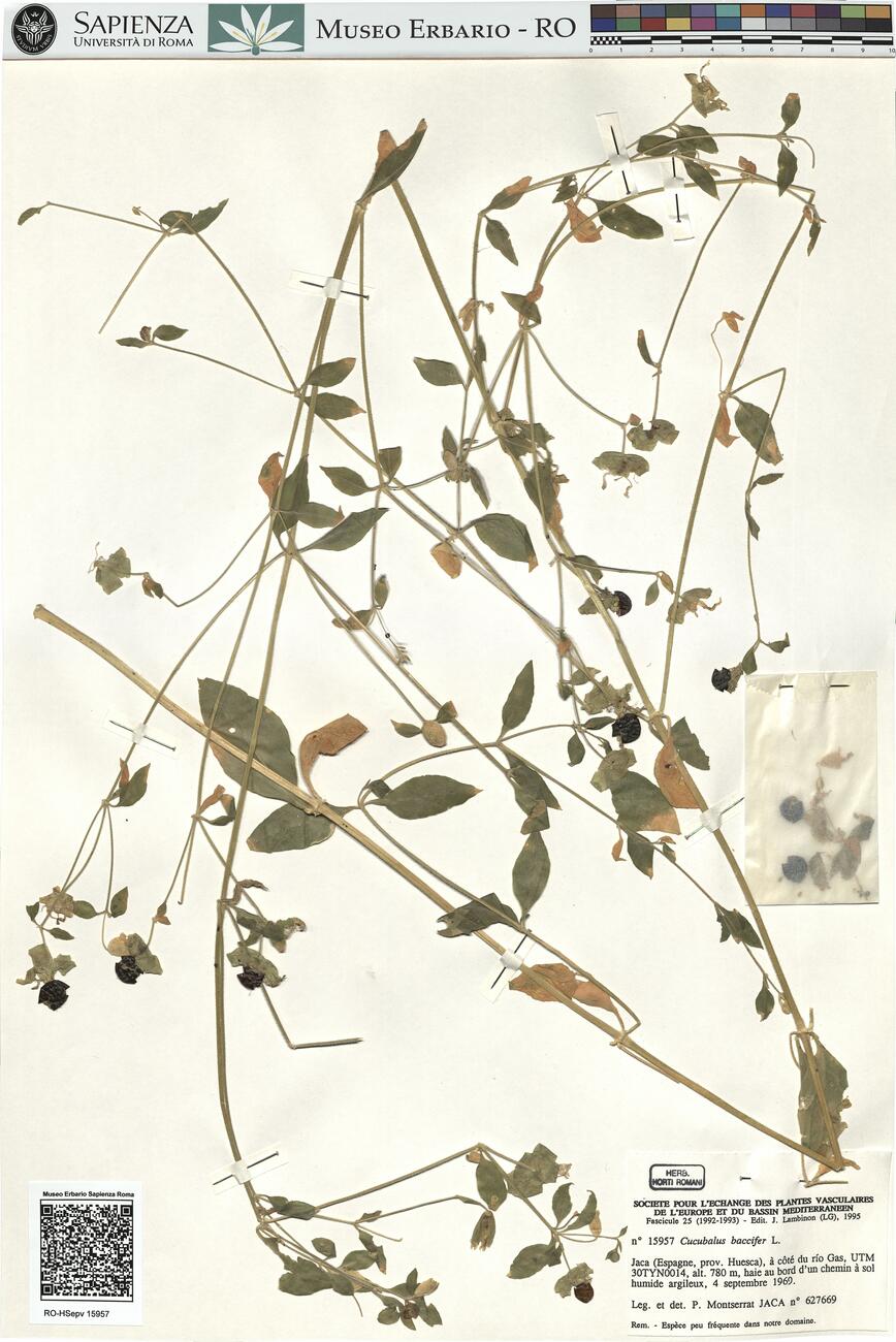 Cucubalus baccifer L. -  RO-HSepv 15957 photo