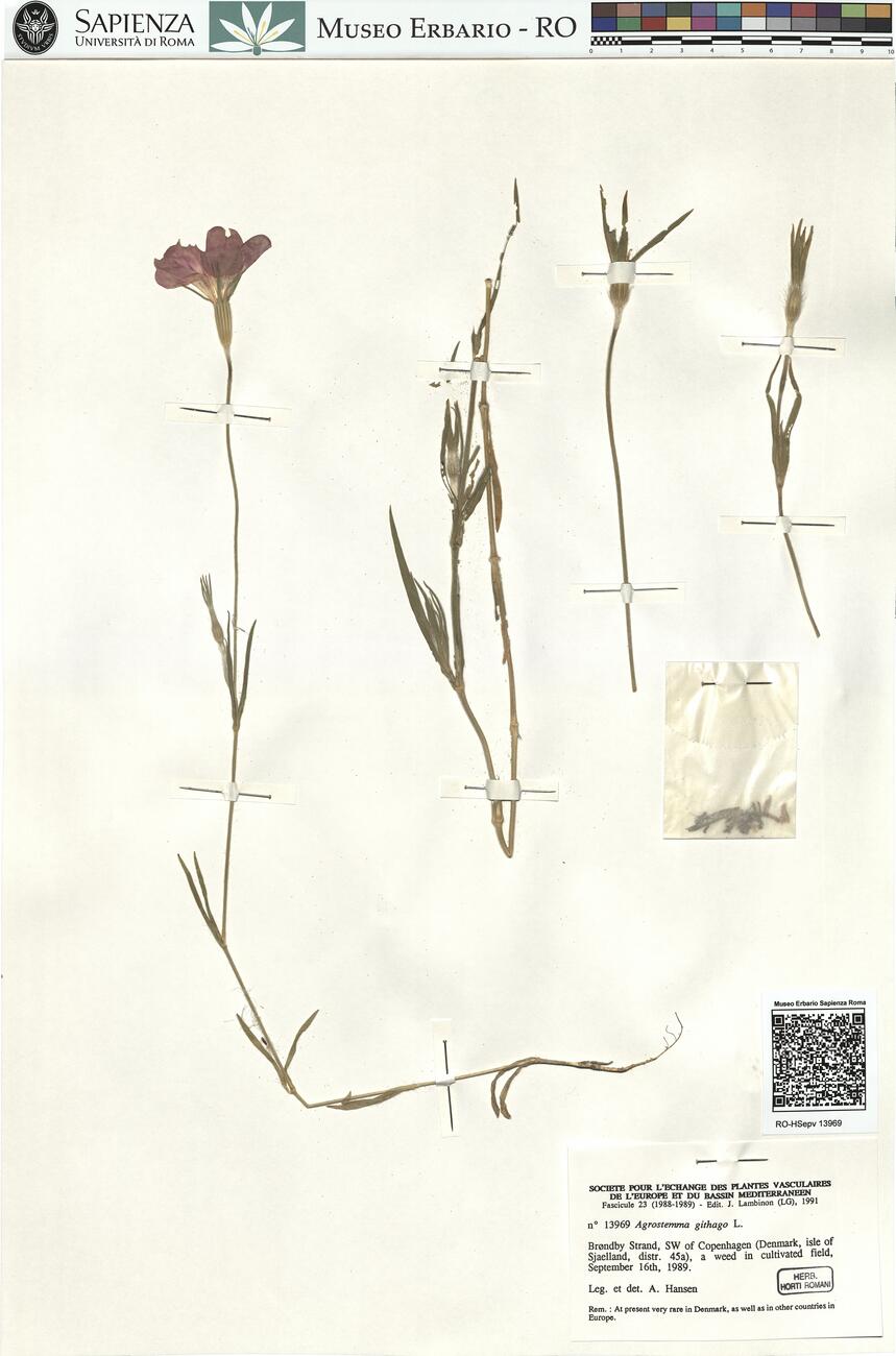 Agrostemma githago L. -  RO-HSepv 13969 photo
