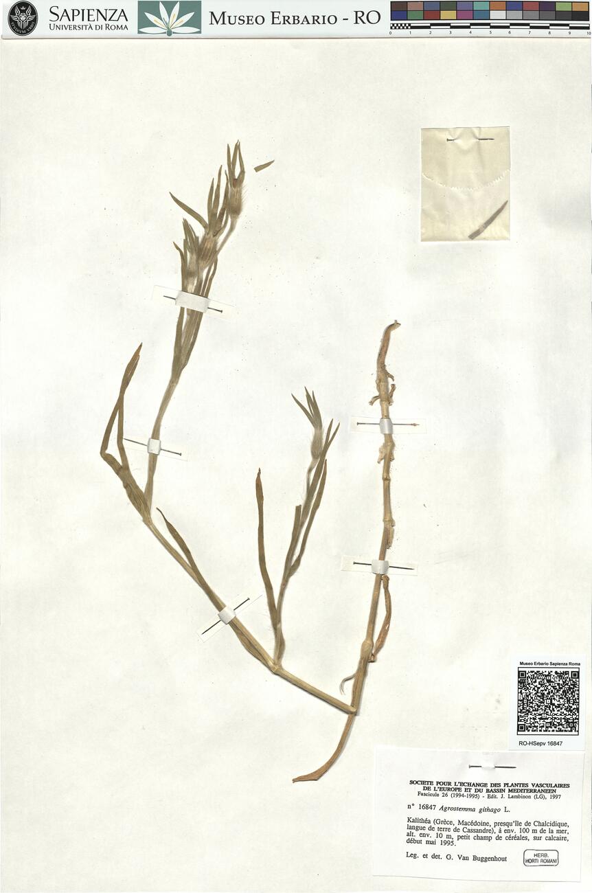 Agrostemma githago L. -  RO-HSepv 16847 photo