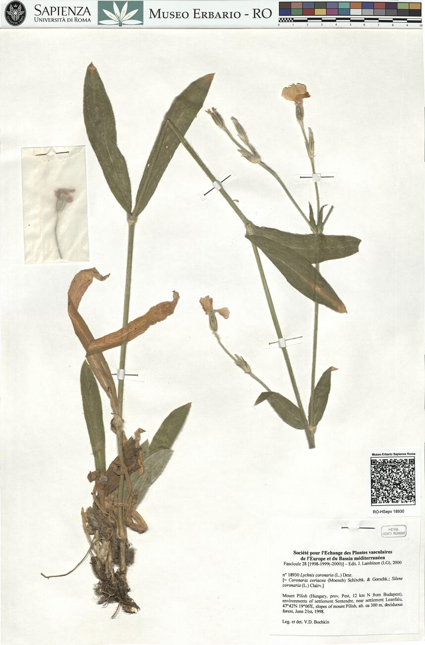 Lychnis coronaria (L.) Desr. -  RO-HSepv 18930 photo