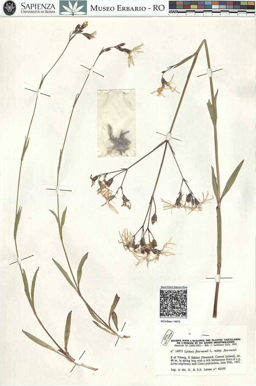 Lychnis flos-cuculi L. subsp. flos-cuculi -  RO-HSepv 14975 photo