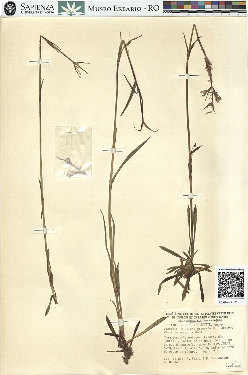 Lychnis viscaria L. subsp. viscaria -  RO-HSepv 11183 photo