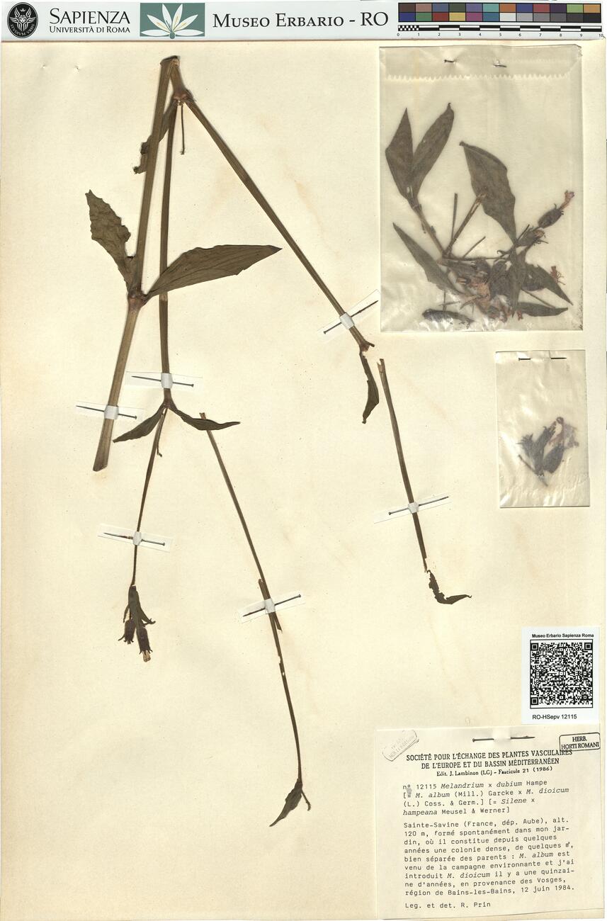 Melandrium x dubium Hampe  -  RO-HSepv 12115 photo