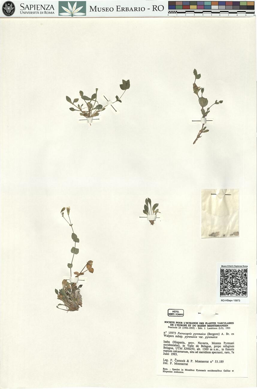 Petrocoptis pyrenaica (Bergeret) A. Br. ex Walpers subsp. pyrenaica var. pyrenaica -  RO-HSepv 15973 photo