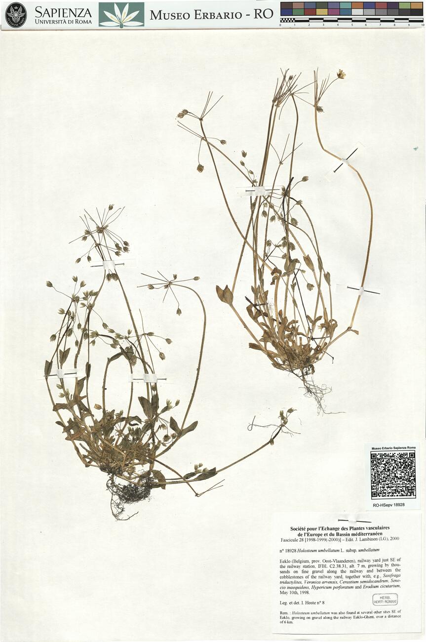 Holosteum umbellatum L. subsp. umbellatum -  RO-HSepv 18928 photo