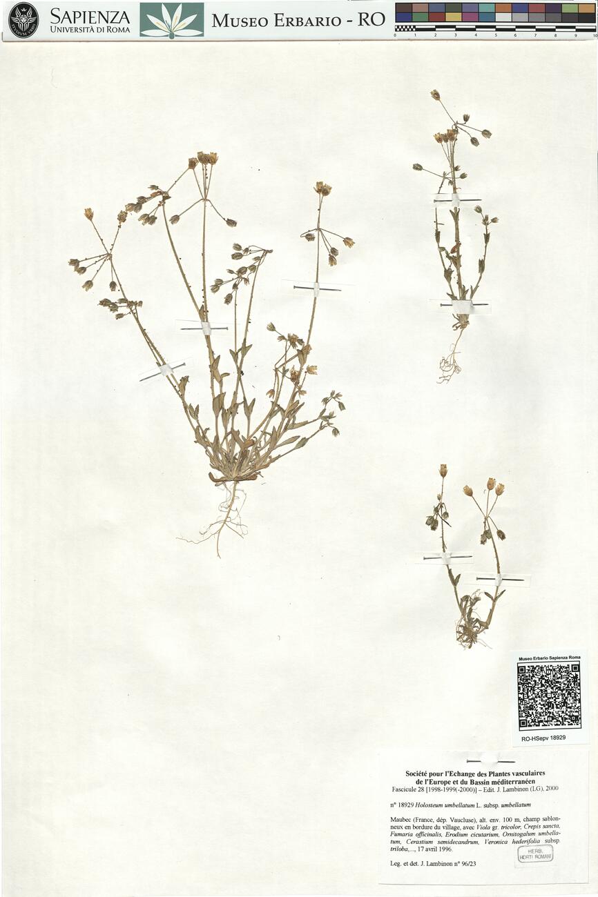 Holosteum umbellatum L. subsp. umbellatum -  RO-HSepv 18929 photo